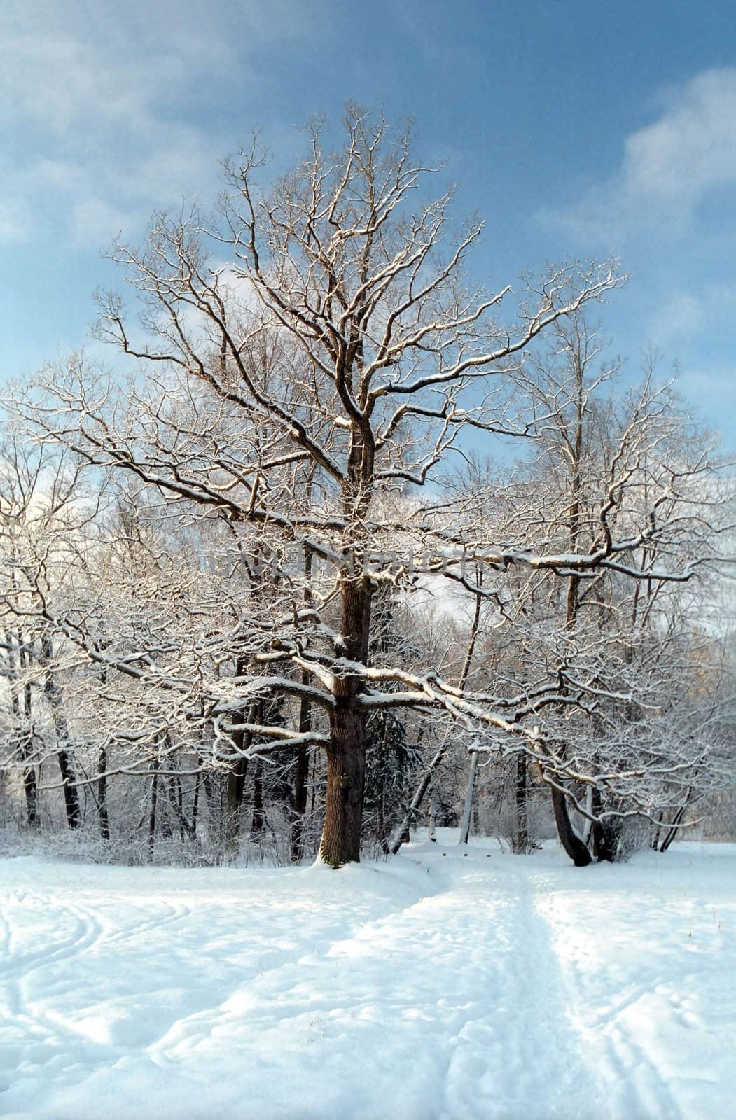 Oak tree in winter by mulden