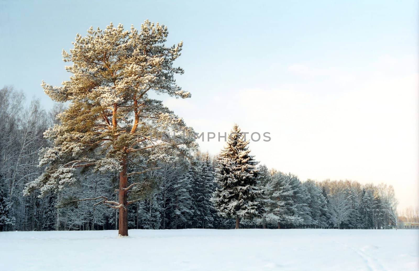 Pine-tree near winter forest by mulden