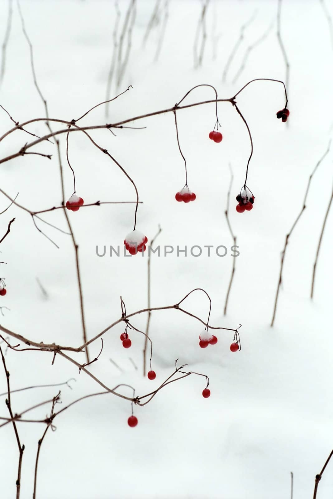 Red berries in the winter tree 