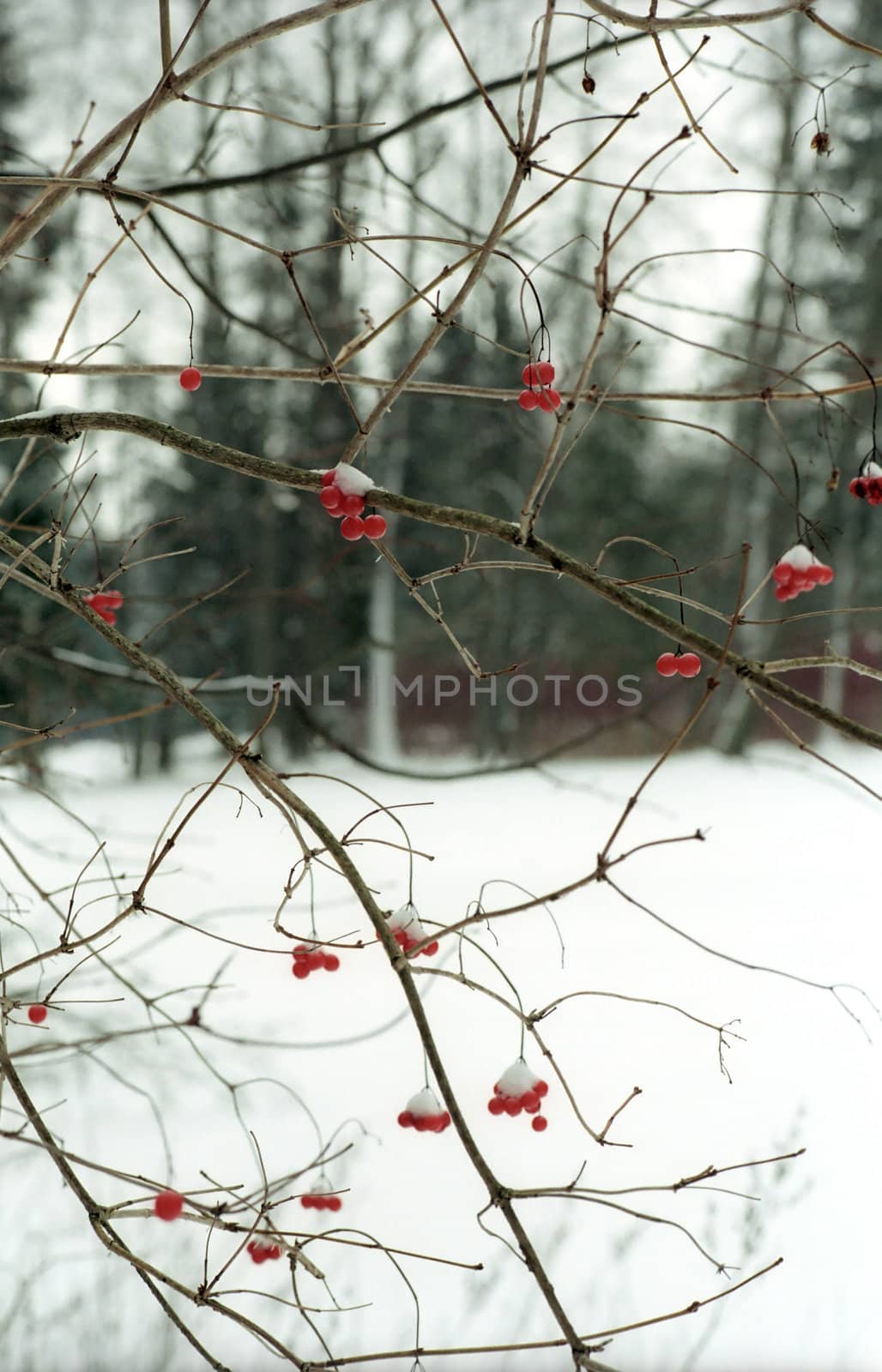 Red berries on winter forest background  