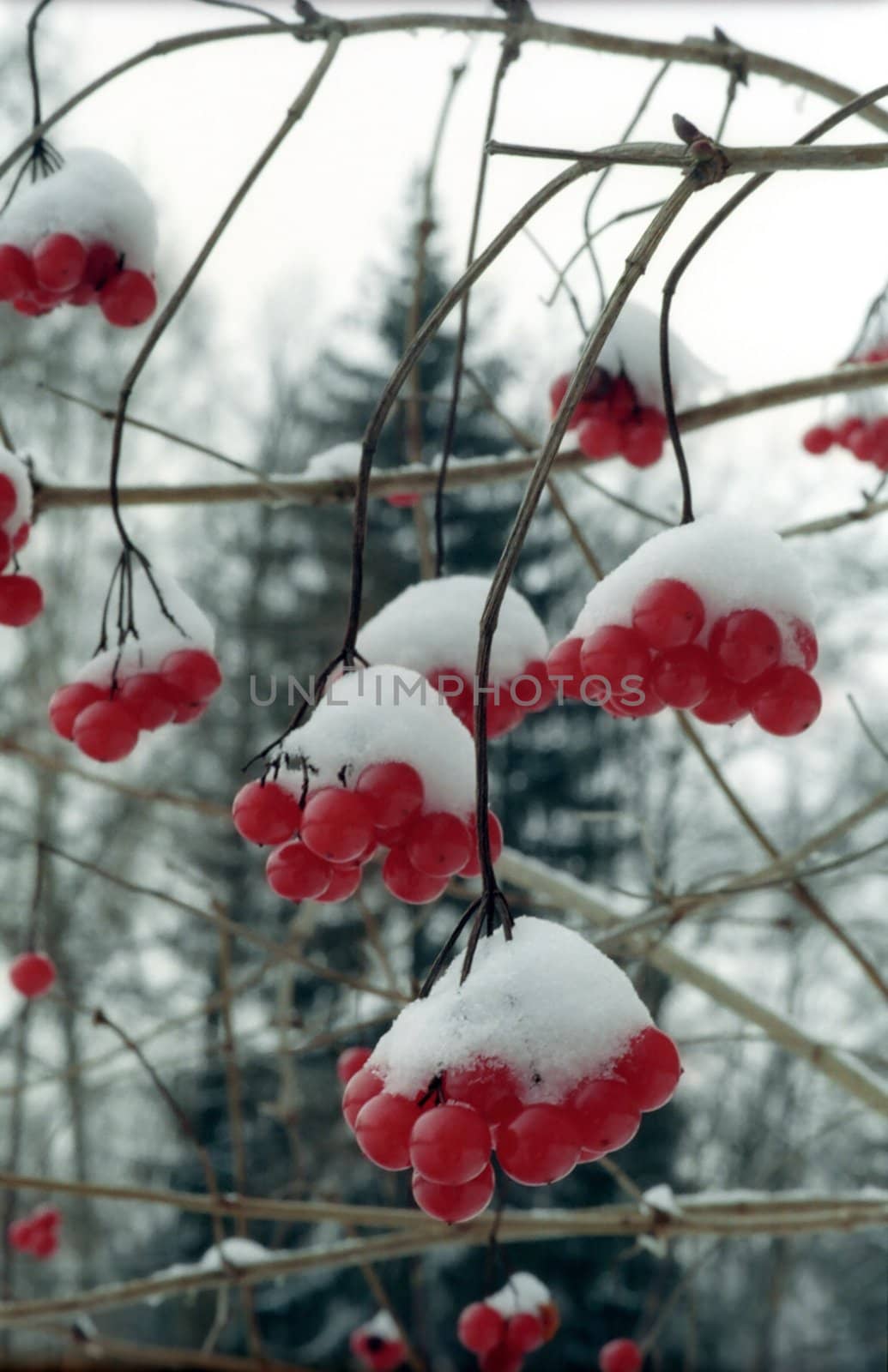 Red winter berries by mulden