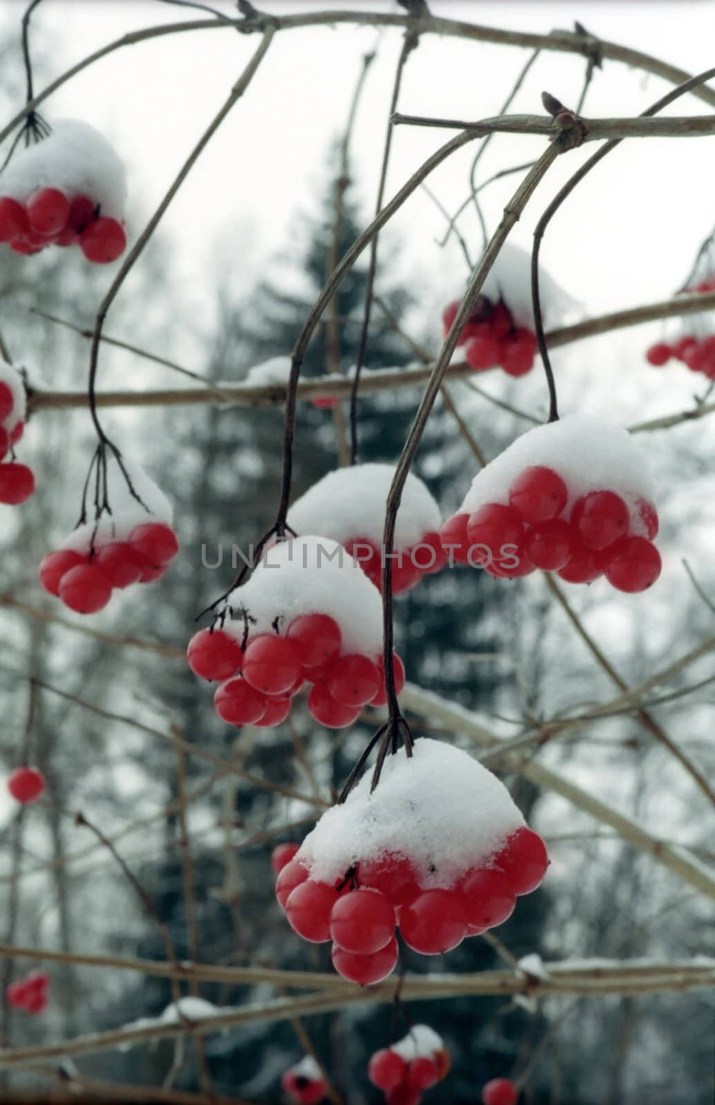 Red winter berries under snow