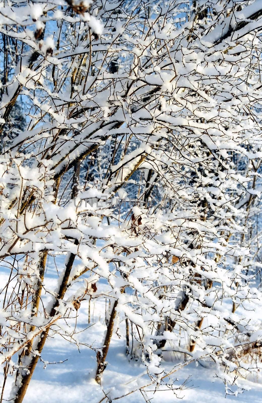 Snow bushes sunny background