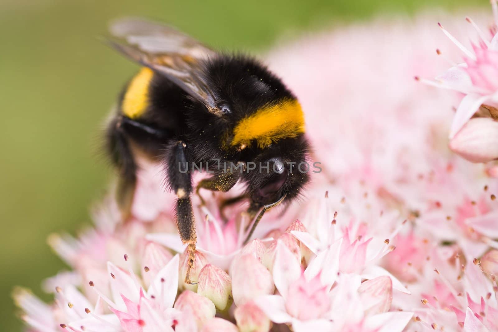 Bumble bee busy getting nectar from sedum 