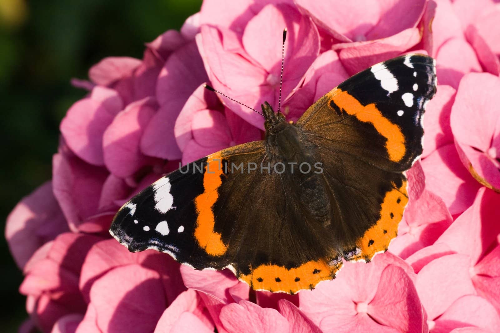 Red admiral resting in the morning sun on hydrangea