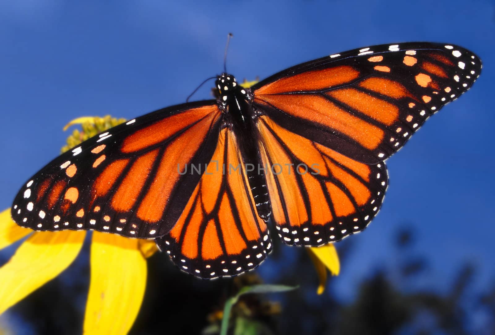 Monarch Butterfly (Danaus plexippus) by Wirepec