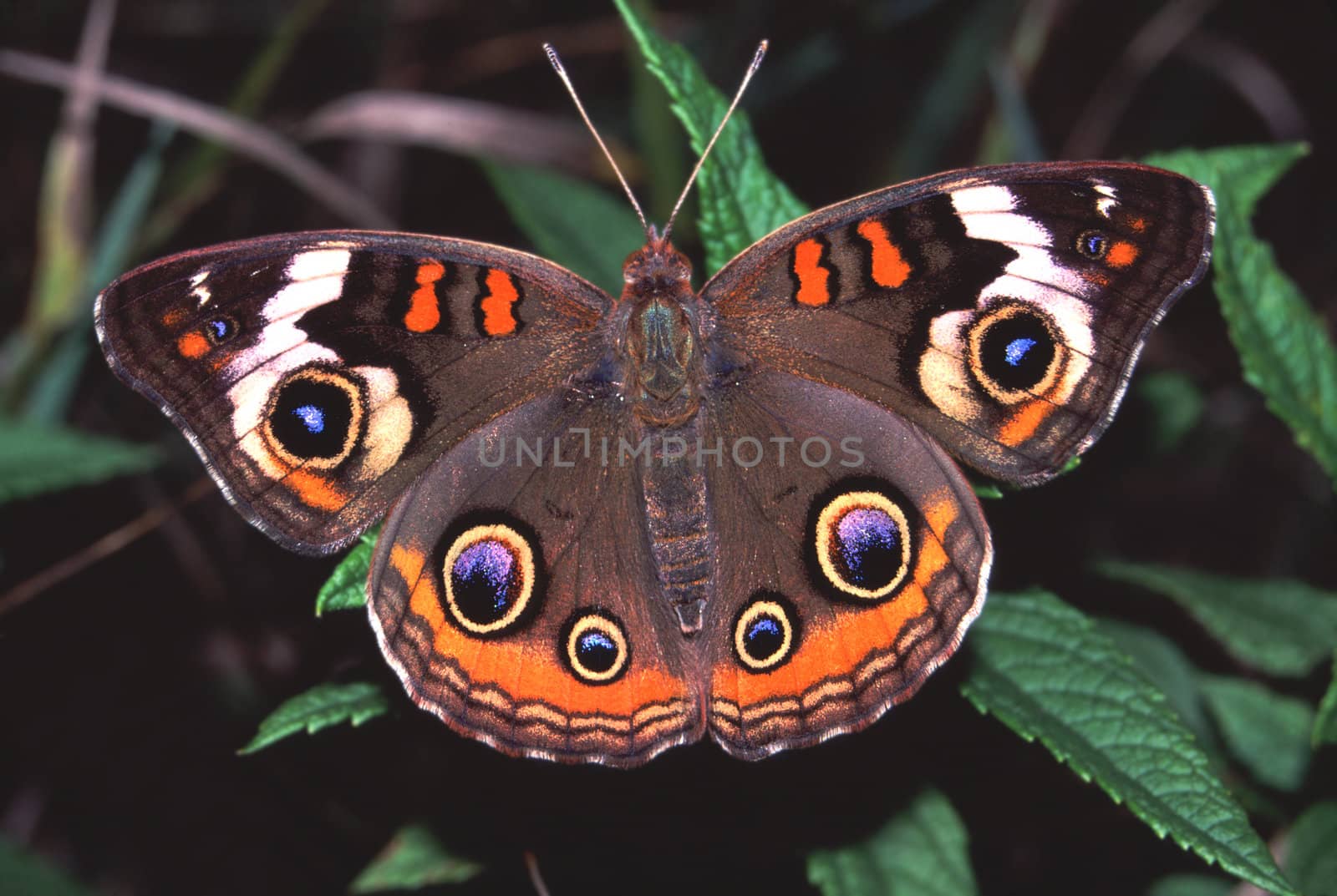 Buckeye Butterfly (Junonia coenia) by Wirepec