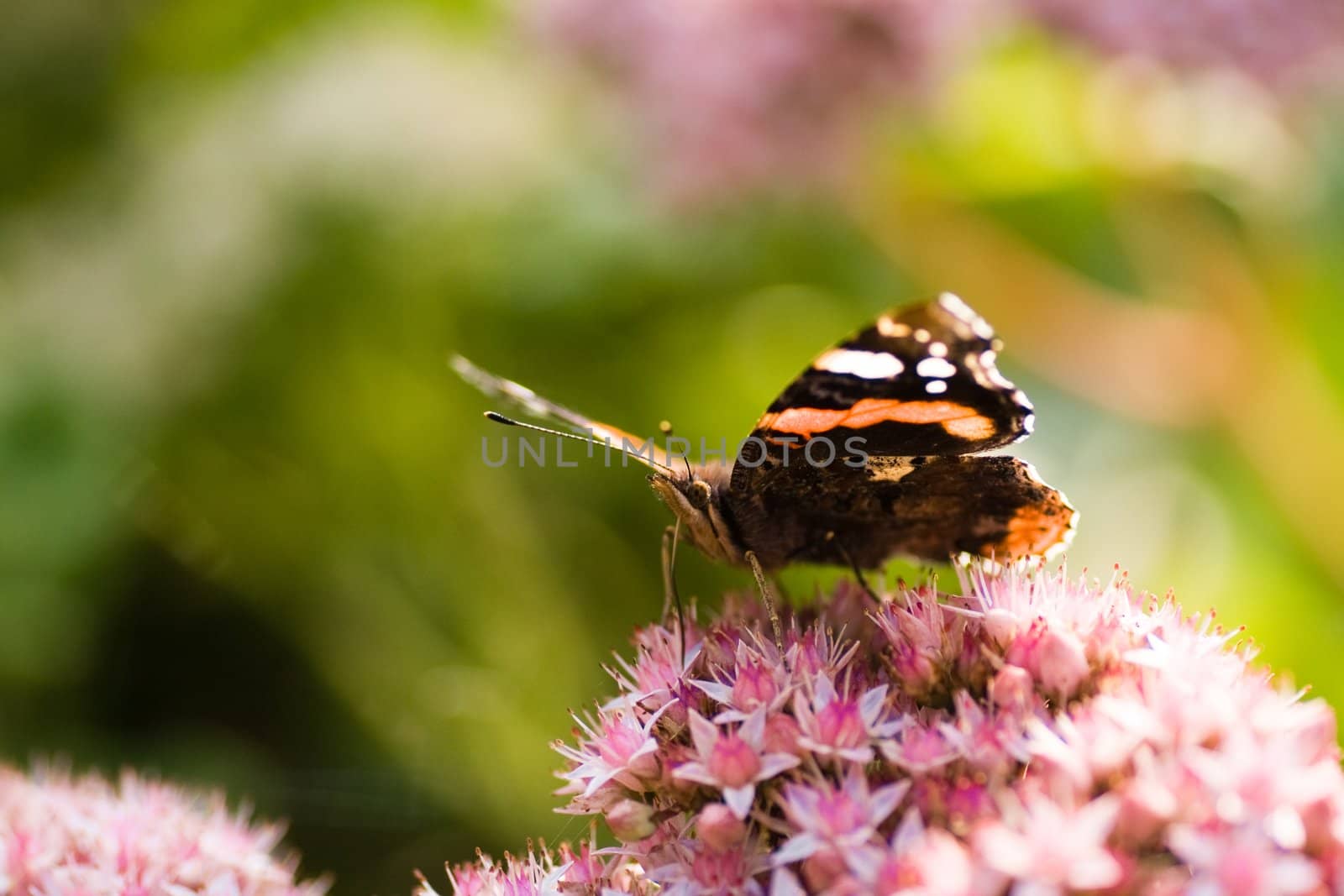 Red admiral getting nectar from sedum flowers