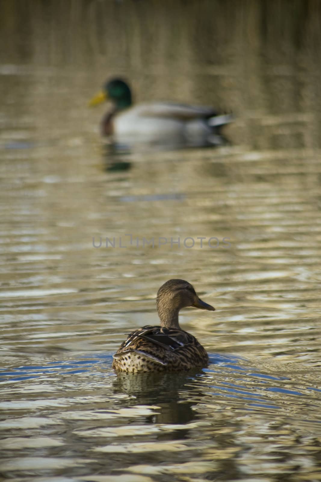 Two mallard ducks into a lake. 