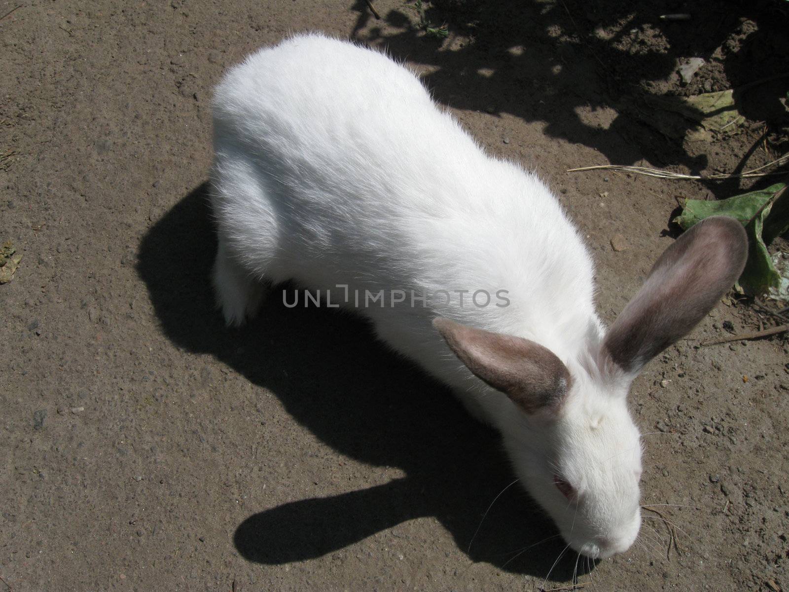 Rabbit by dmitrubars