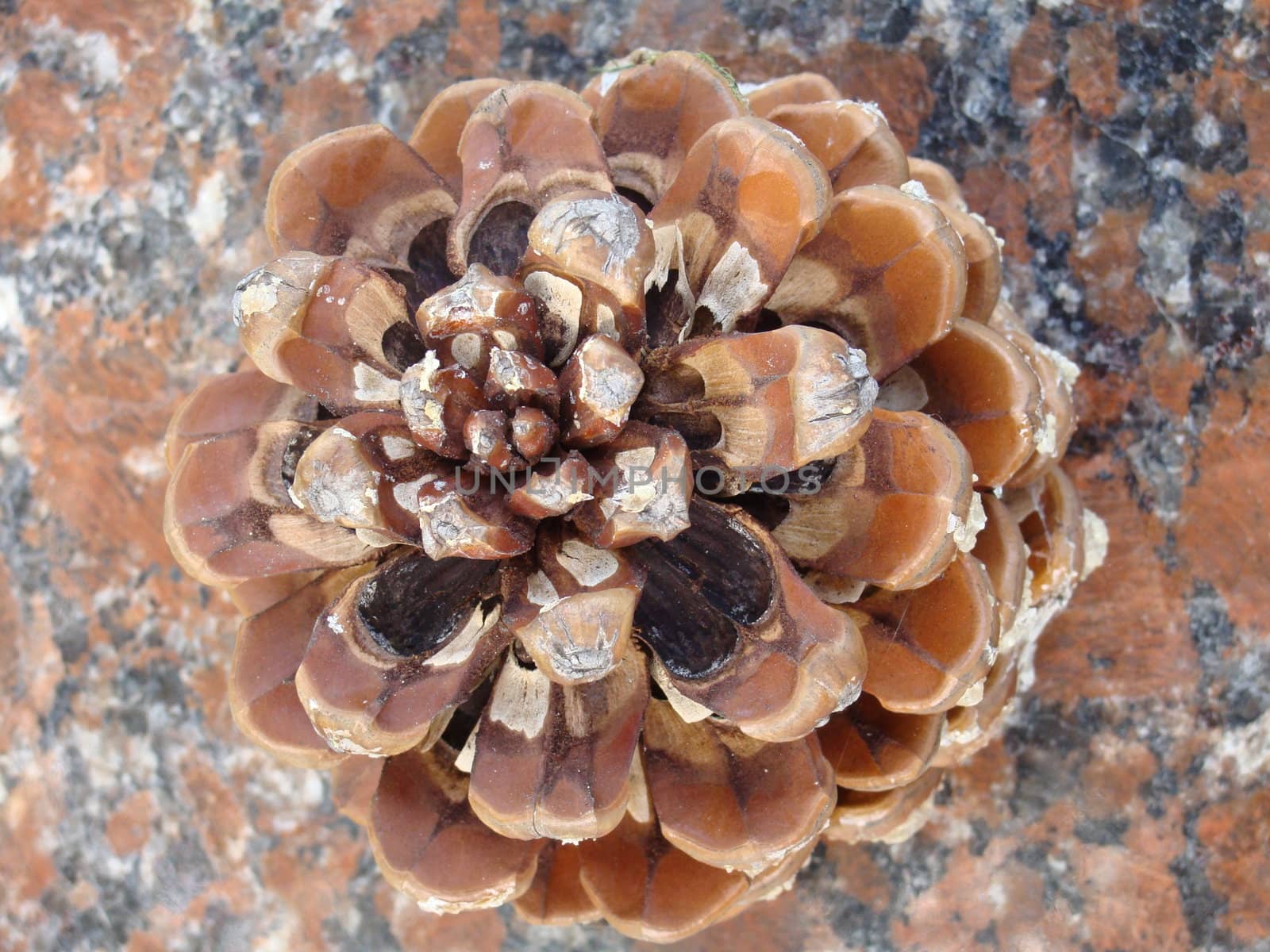 The cone against a granite stone