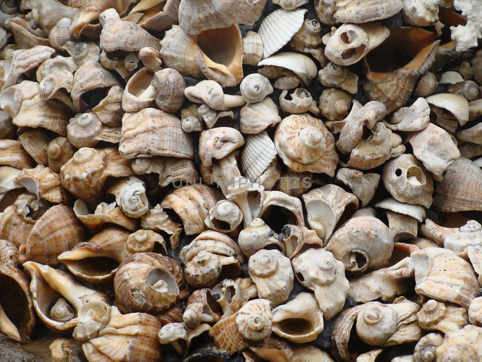 Various shells are depicted on a white background