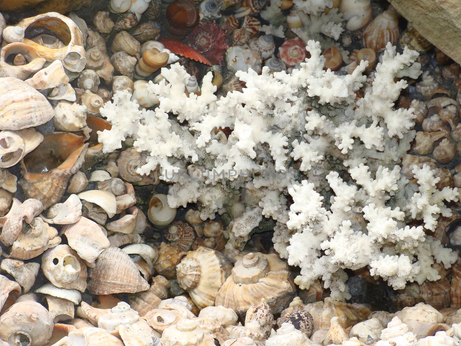 Various shells are depicted on a white background