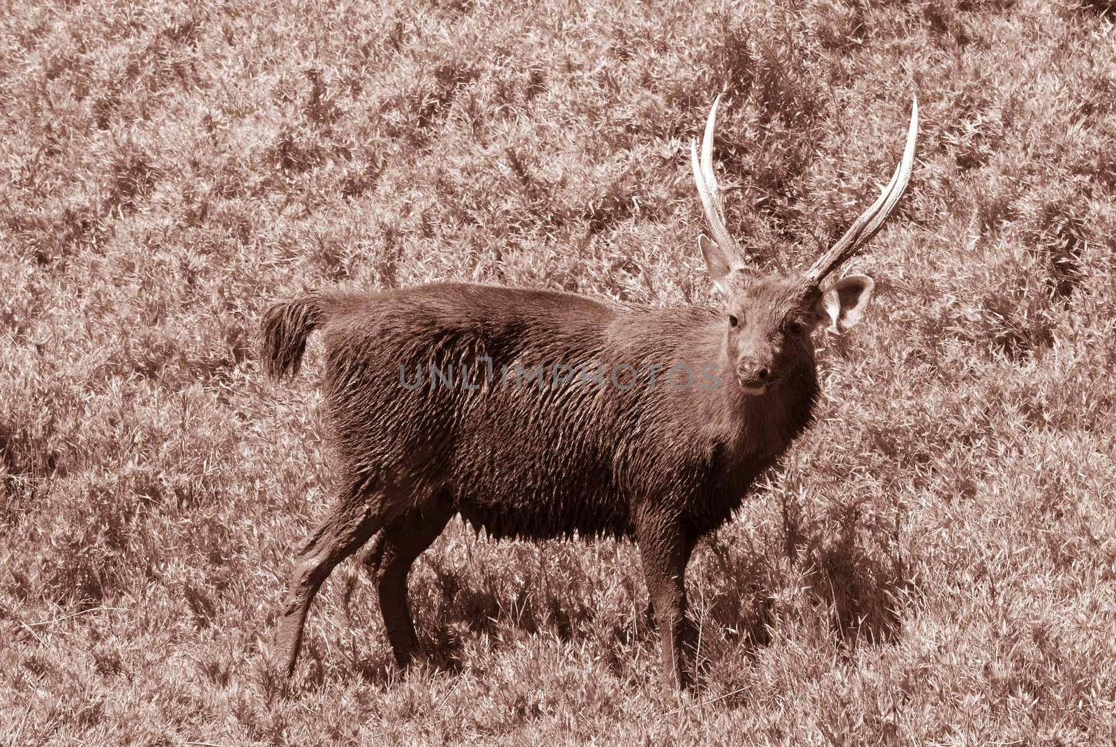 A stanginh sambar deer was painted with red and yellow toning.