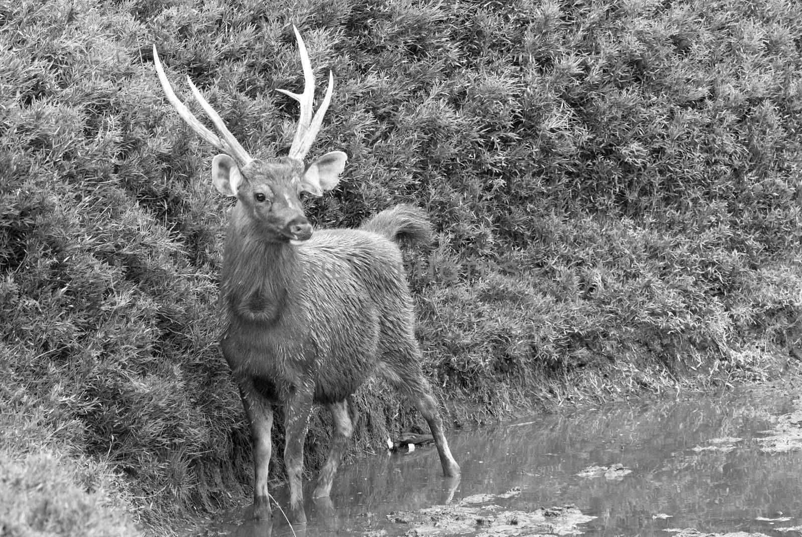 Sambar deer was stand on a small pond, that's his habbit and he like this.