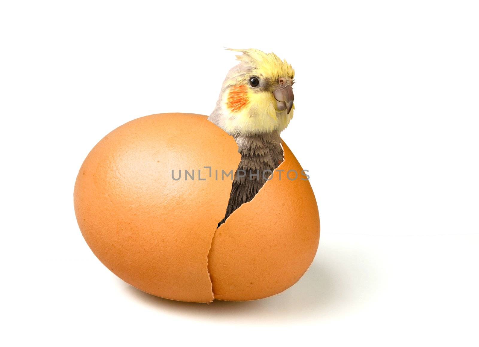 A cute baby parrot is coming out of an eggshell (with clipping path)