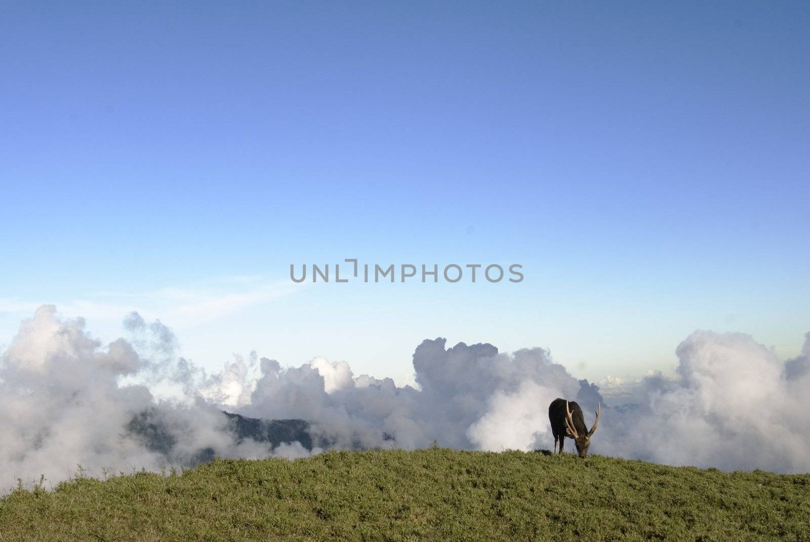 Beautiful lawn and clouds, which is a sambar grazing.
This photo is in Taiwan National Park by shooting.
