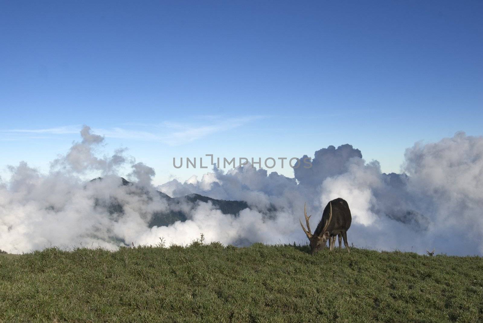 Taiwan Sambar on The Grassland 2 by elwynn