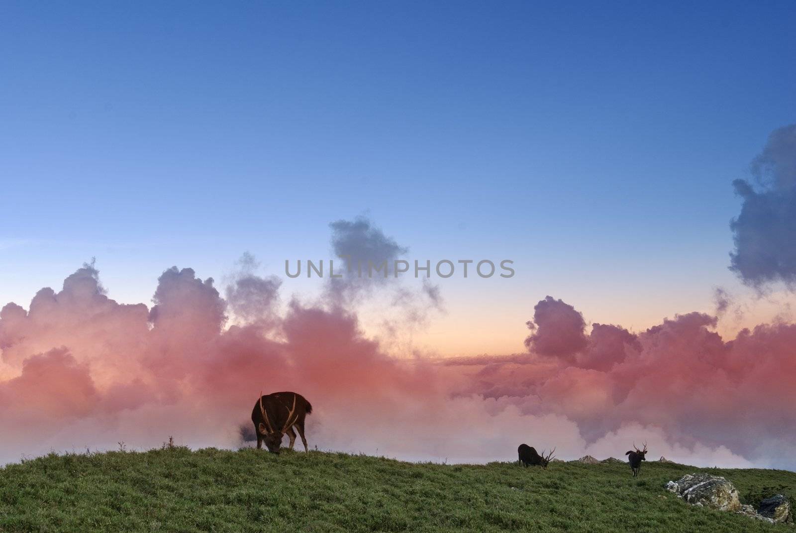Beautiful lawn and pink clouds, which is three sambar grazing.This photo is in Taiwan National Park by shooting.