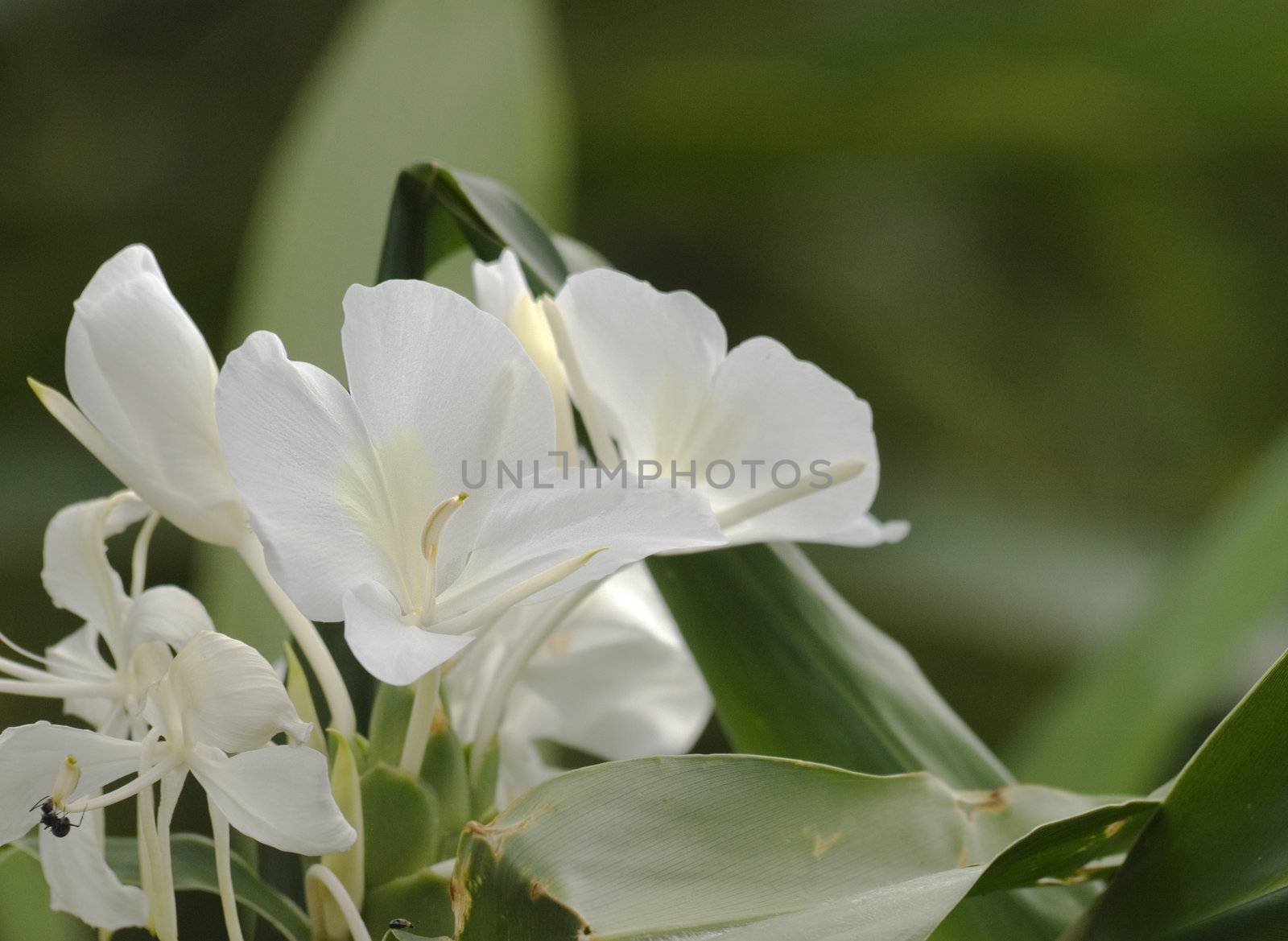 Hedychium coronarium Koenig is very beatiful white flower, you can see it outdoor everywhere in Taiwan.