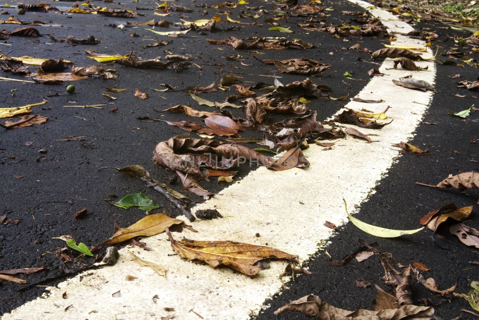 Leaves on the ground everywhere, road go to where after this big storm?