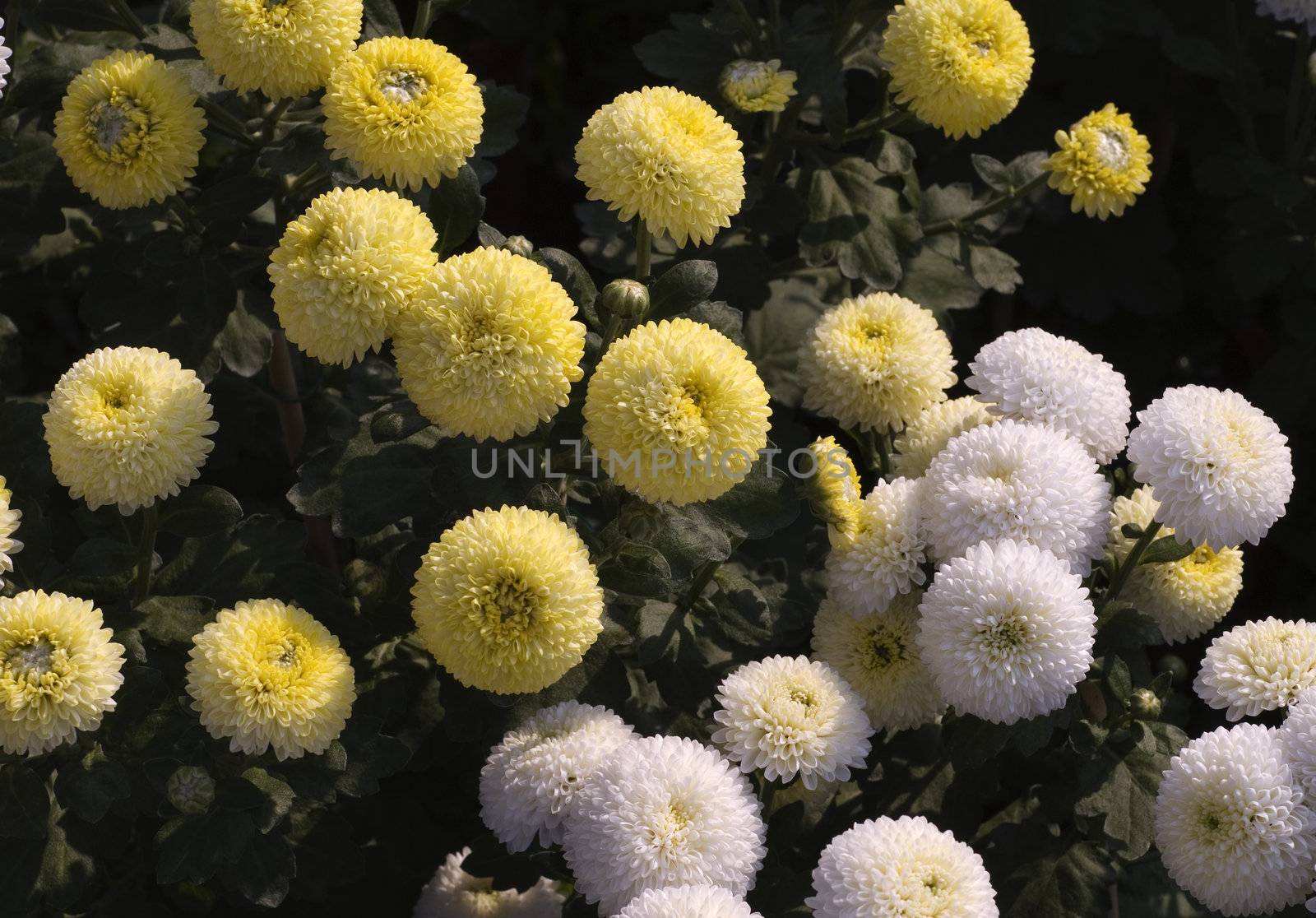 Two kind of chrysanthemum - yellow and white are both circle and lovely.