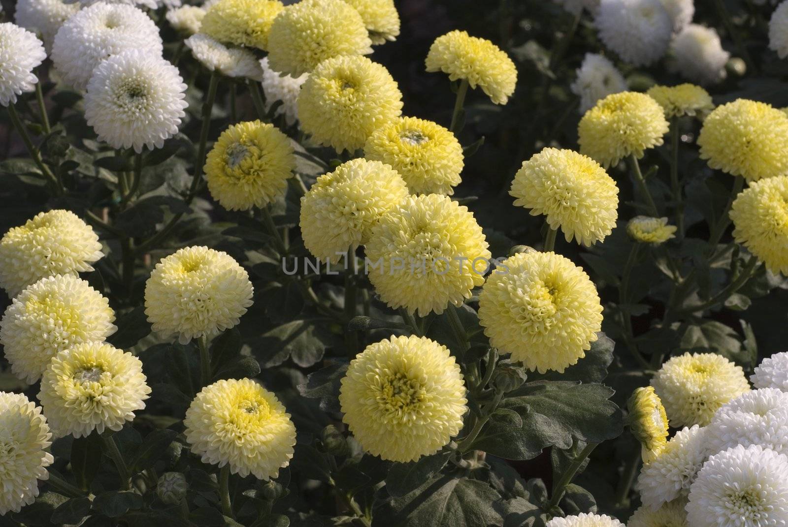 Yellow and White Chrysanthemum 2 by elwynn