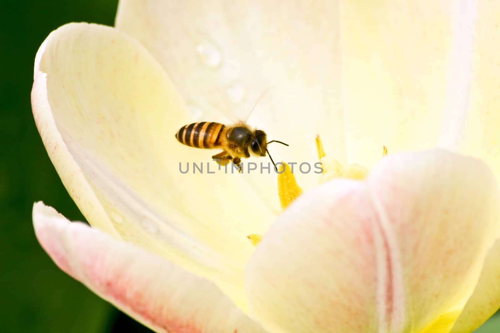 A Bee is flying and collecting pollen