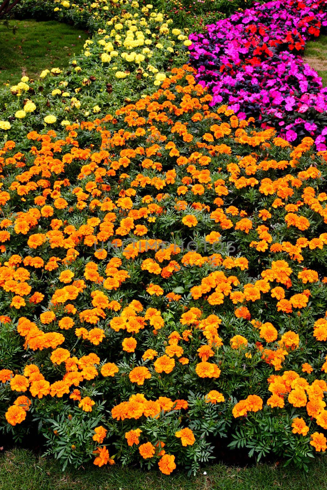 Flowerbed combine with different colors of flower