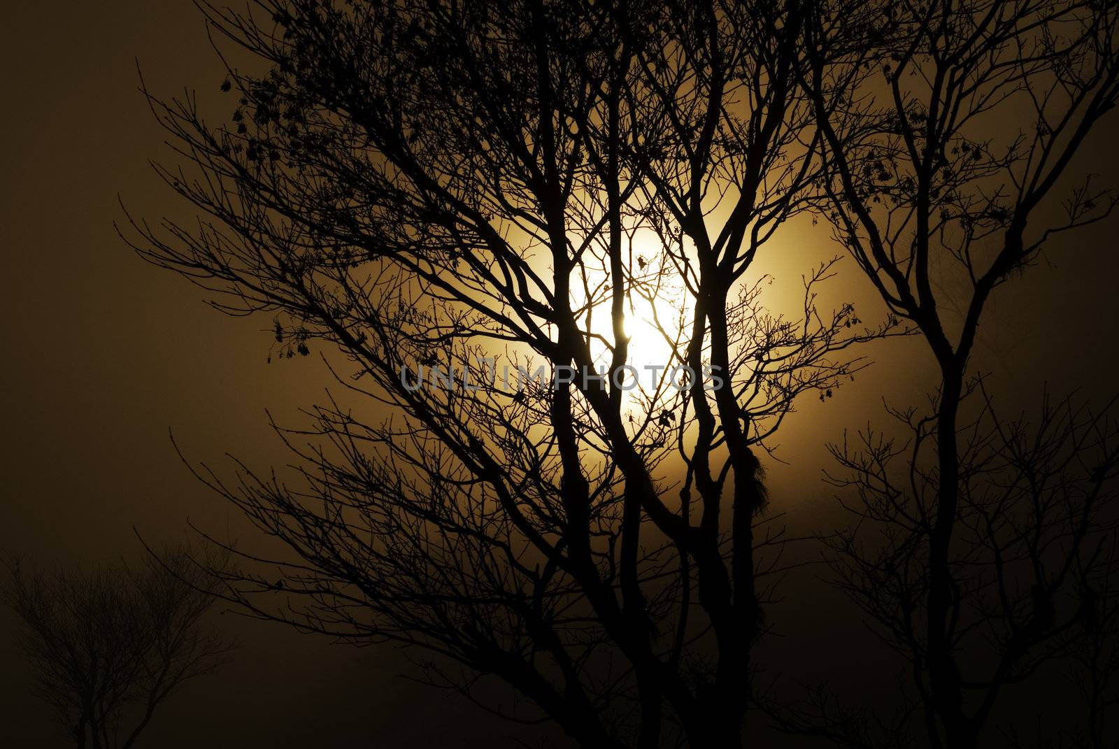 When sunset with mist, the silhouette of trees painted with golden ard look so beautiful.