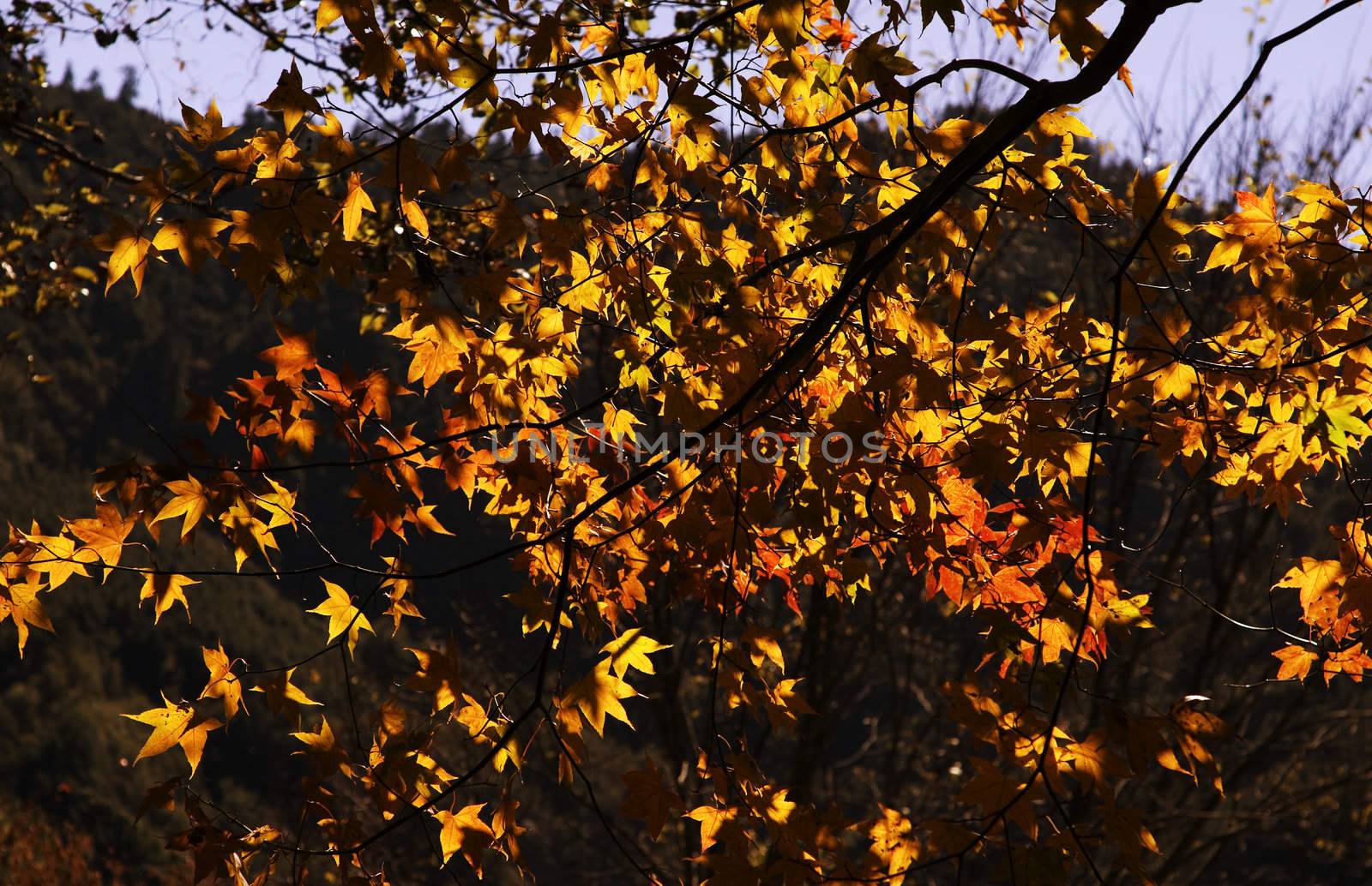 Leaves shining with golden and yellow bright, looks so beautiful and rich.
