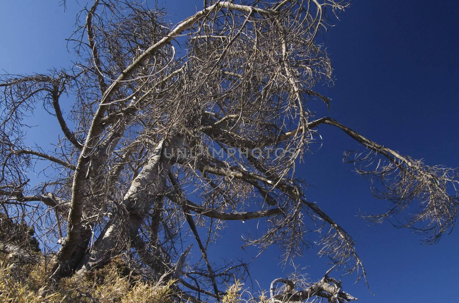 A tree looks so strange like a man with open arms want to arrest people.