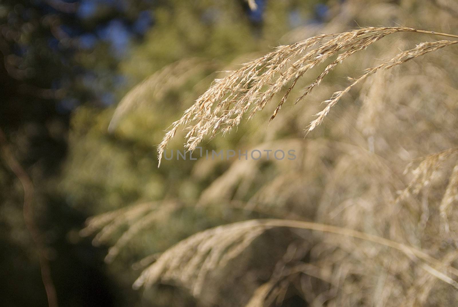 Silver Grass by elwynn