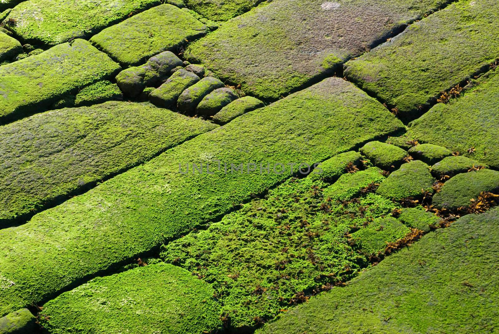 Abstract detail of rocks covered in green algae.