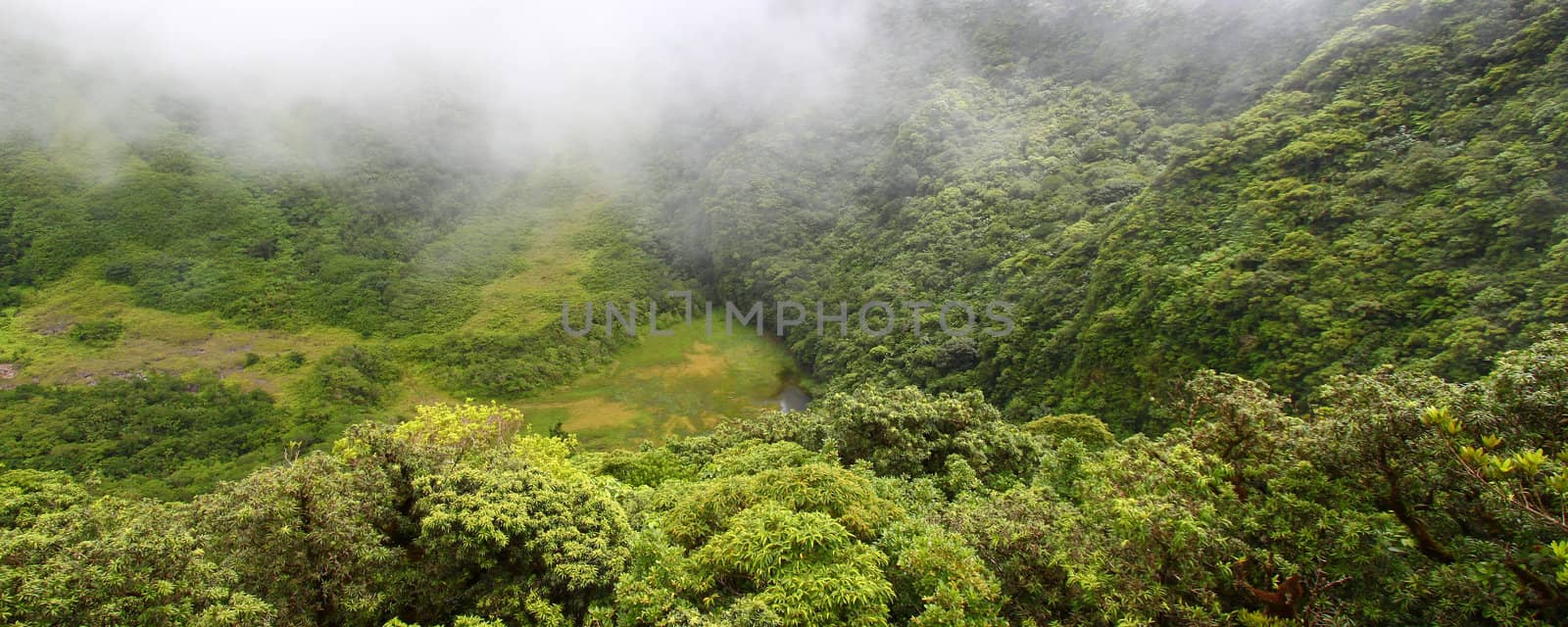 Fog descends into "The Crater" below Mount Liamuiga on Saint Kitts.