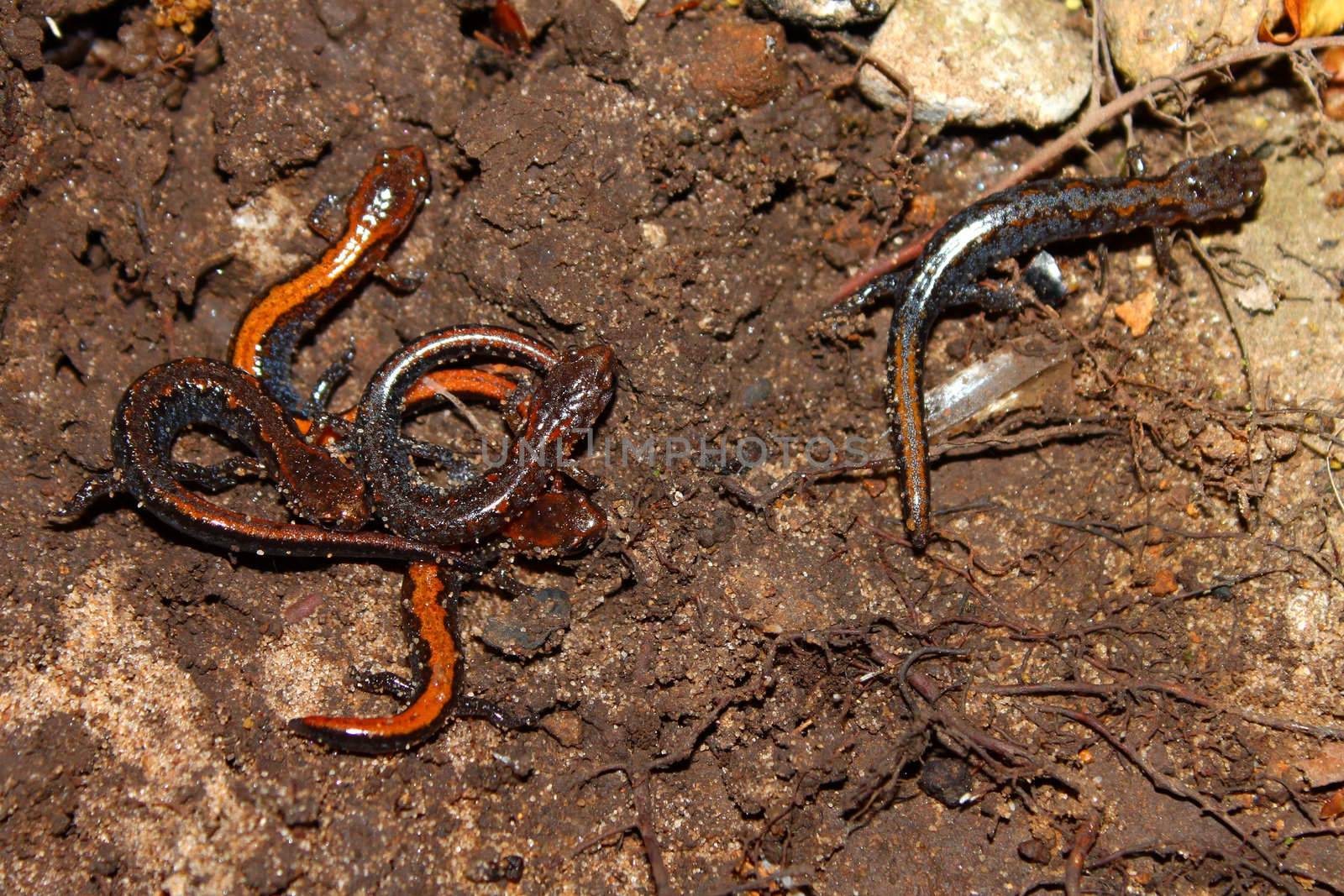 Juvenile Zigzag Salamanders (Plethodon ventralis) at Monte Sano State Park in Alabama.