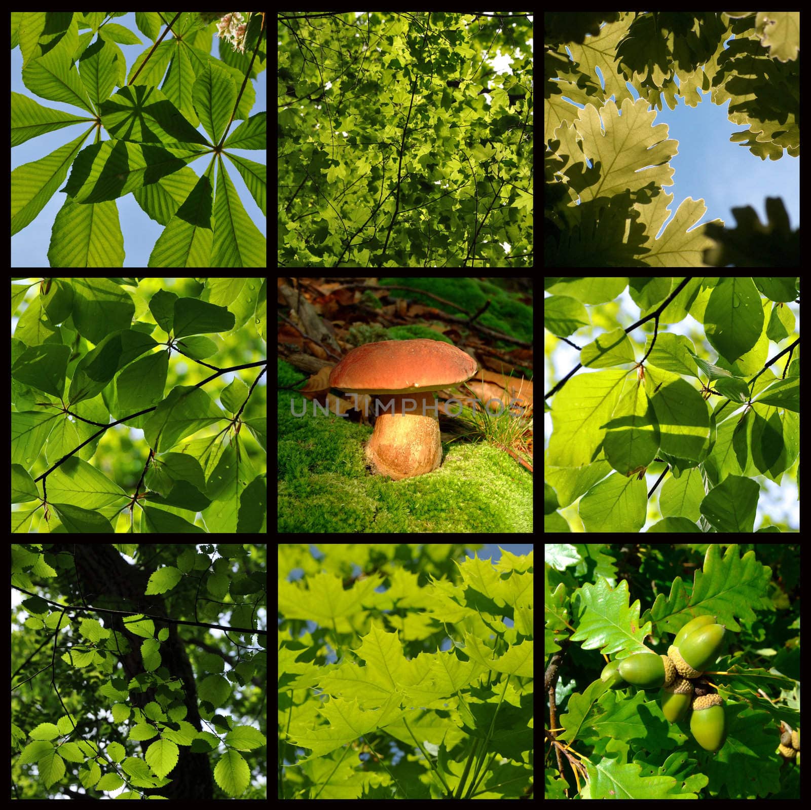 Springtime and summer forest details with mushroom