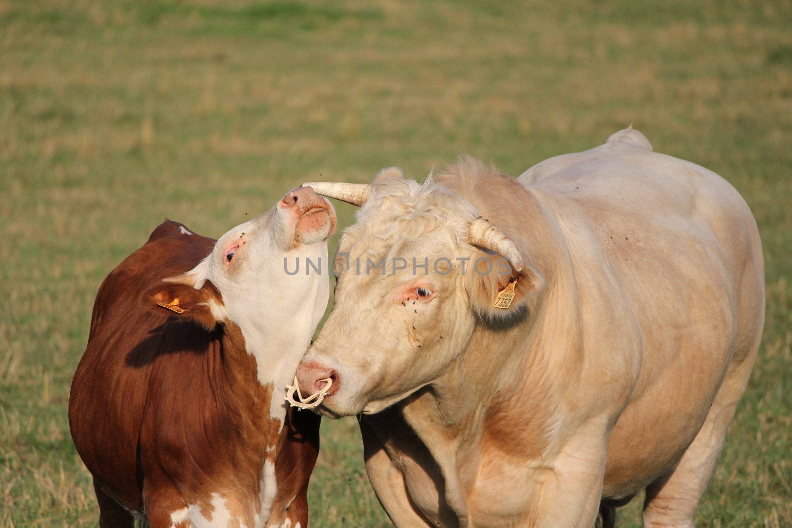 cow and one calf