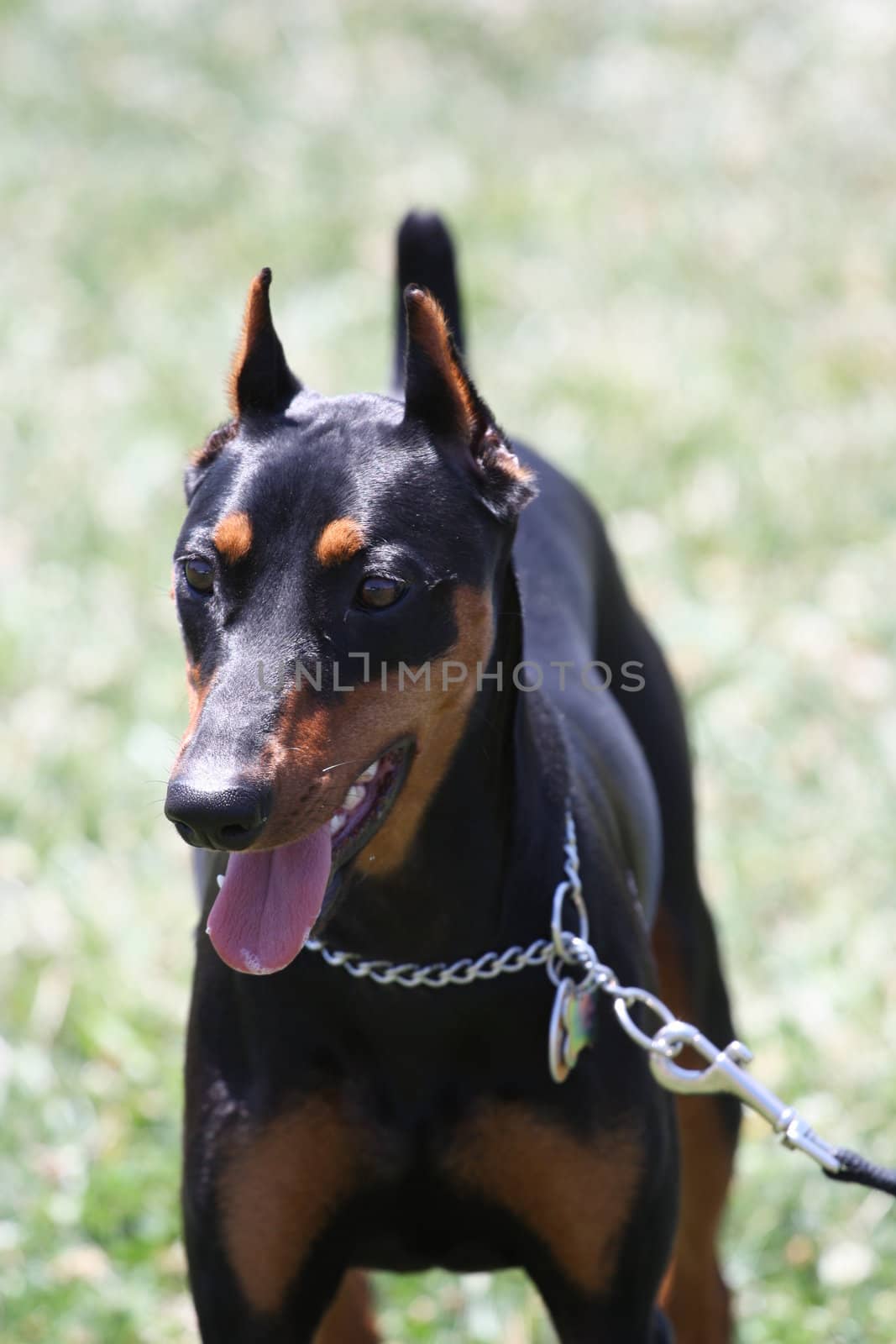 Close up of a German Pincher dog.