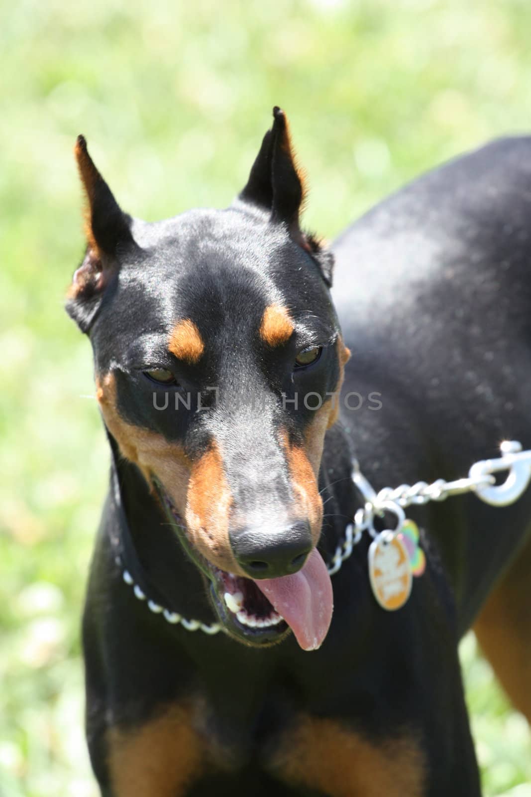 Close up of a German Pincher dog.