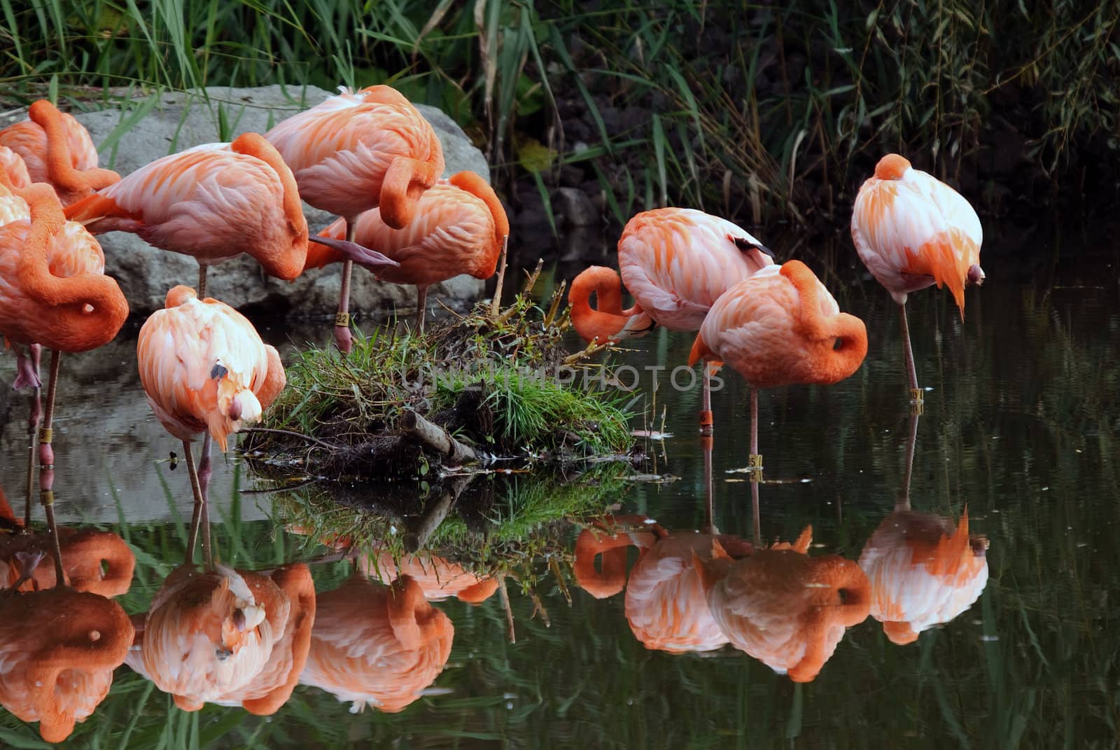 Picture of a few colorful pink flamingos in water