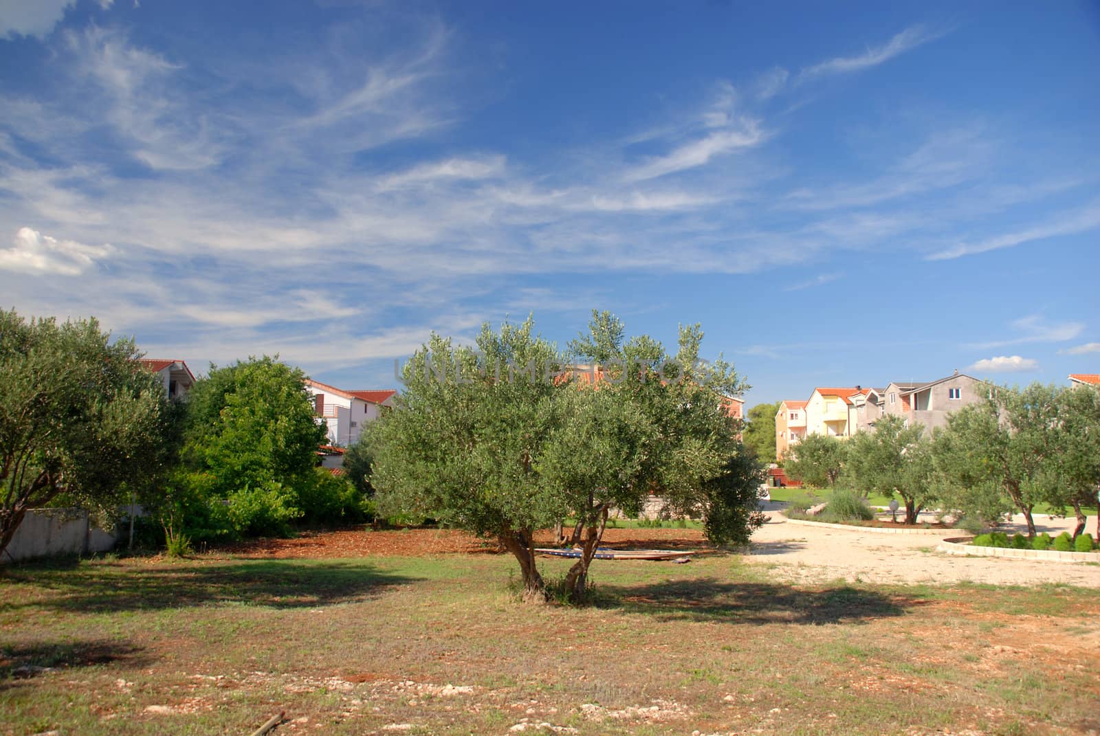 The olive tree groves. by wojciechkozlowski