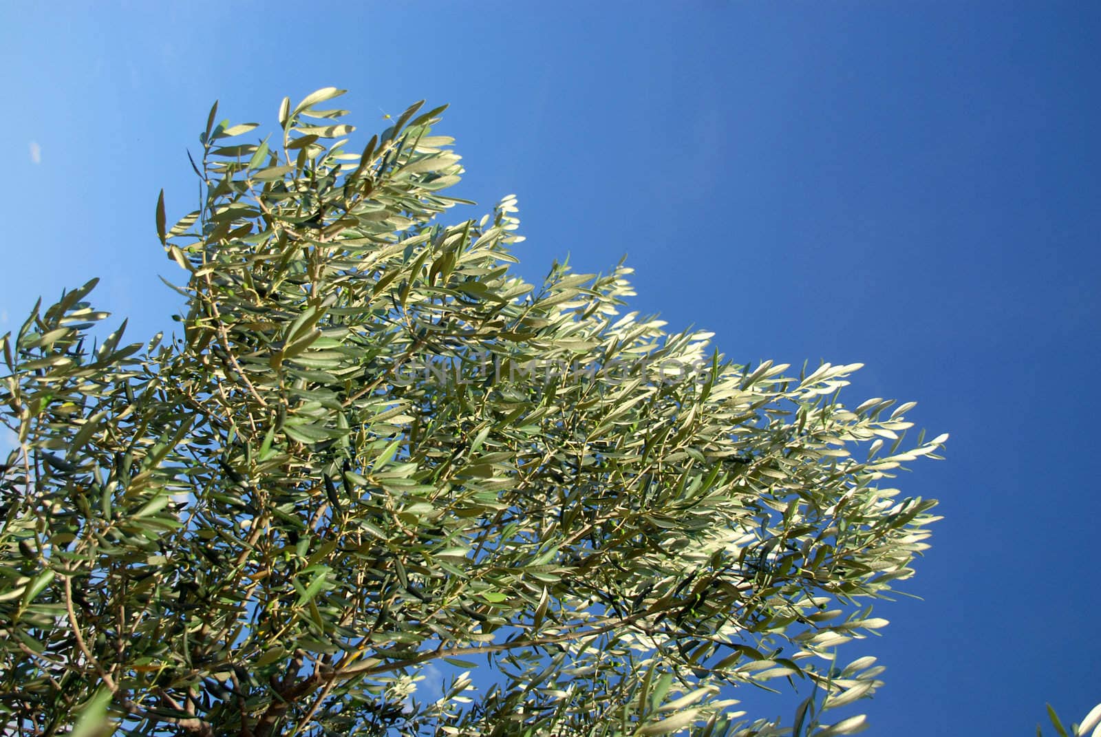 Branch olive summer. by wojciechkozlowski