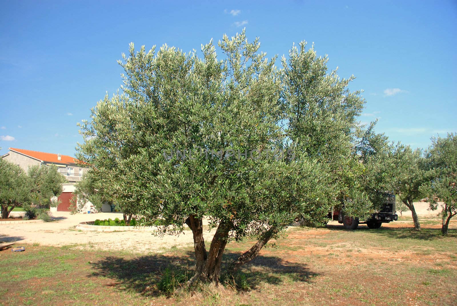 The olive tree groves.