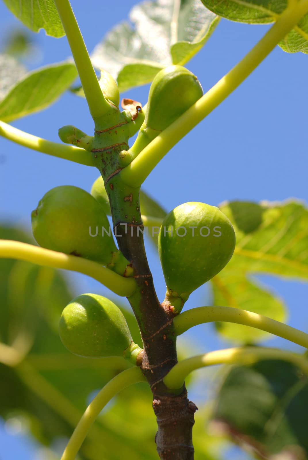 Fig tree. by wojciechkozlowski