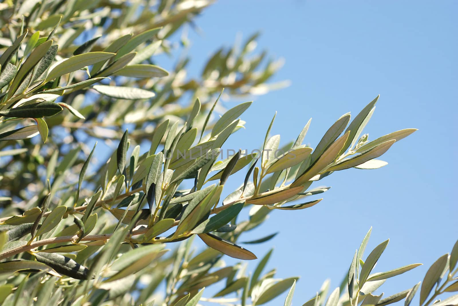 An olive branch.