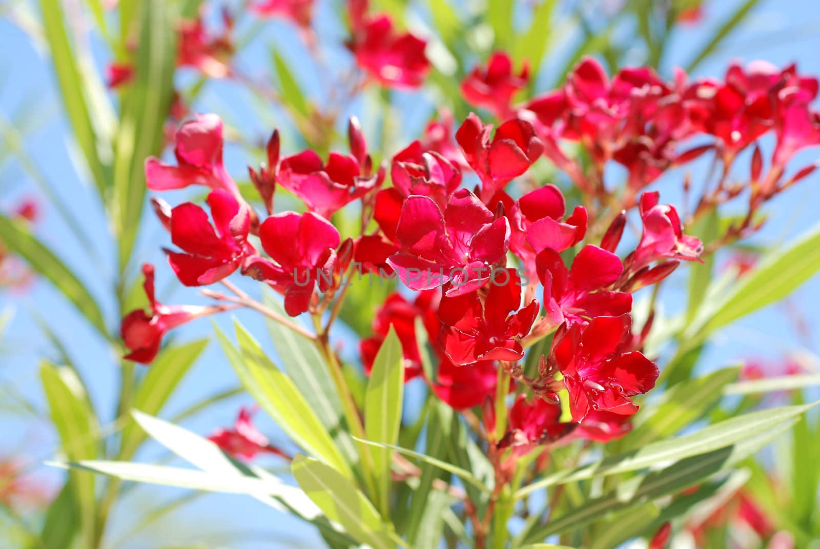 Red flower oleander. by wojciechkozlowski