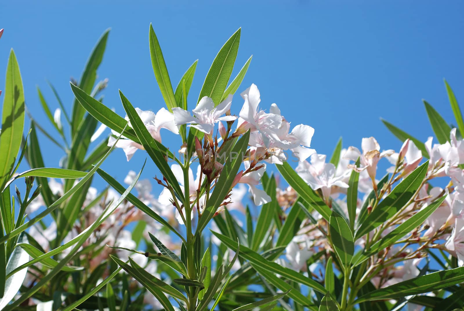 White flower oleander. by wojciechkozlowski