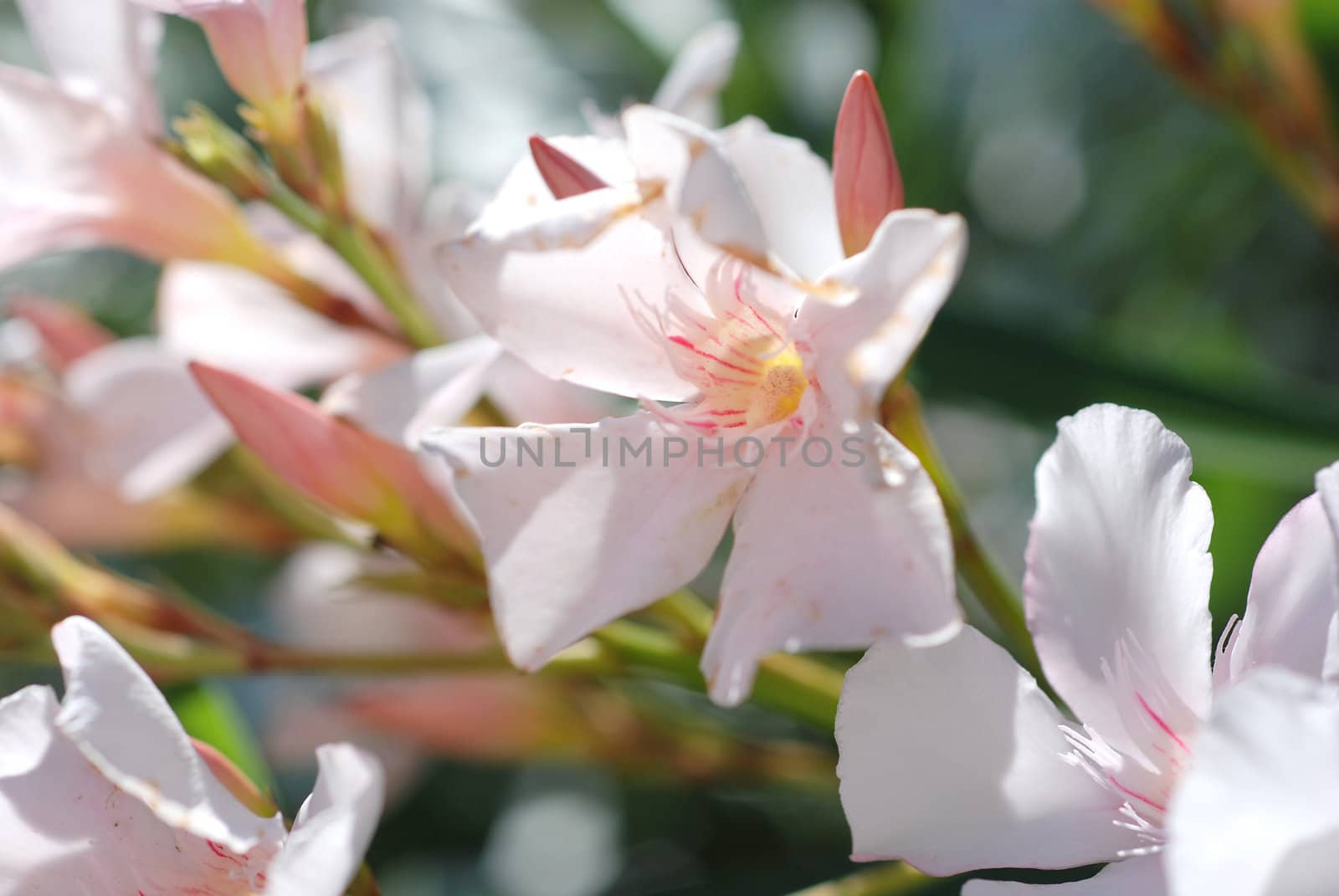 Flower pink oleander. by wojciechkozlowski