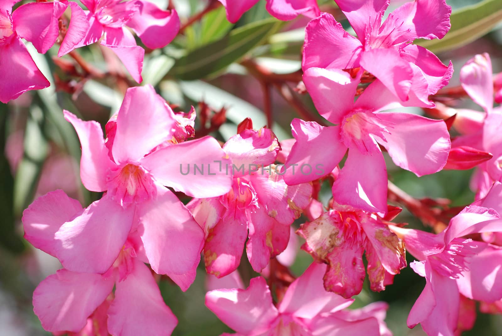 Flower pink oleander. by wojciechkozlowski